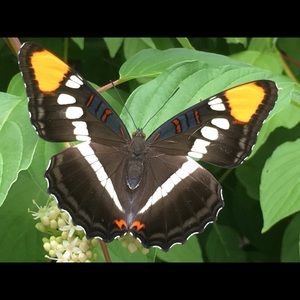 Meet your Posher, Jill